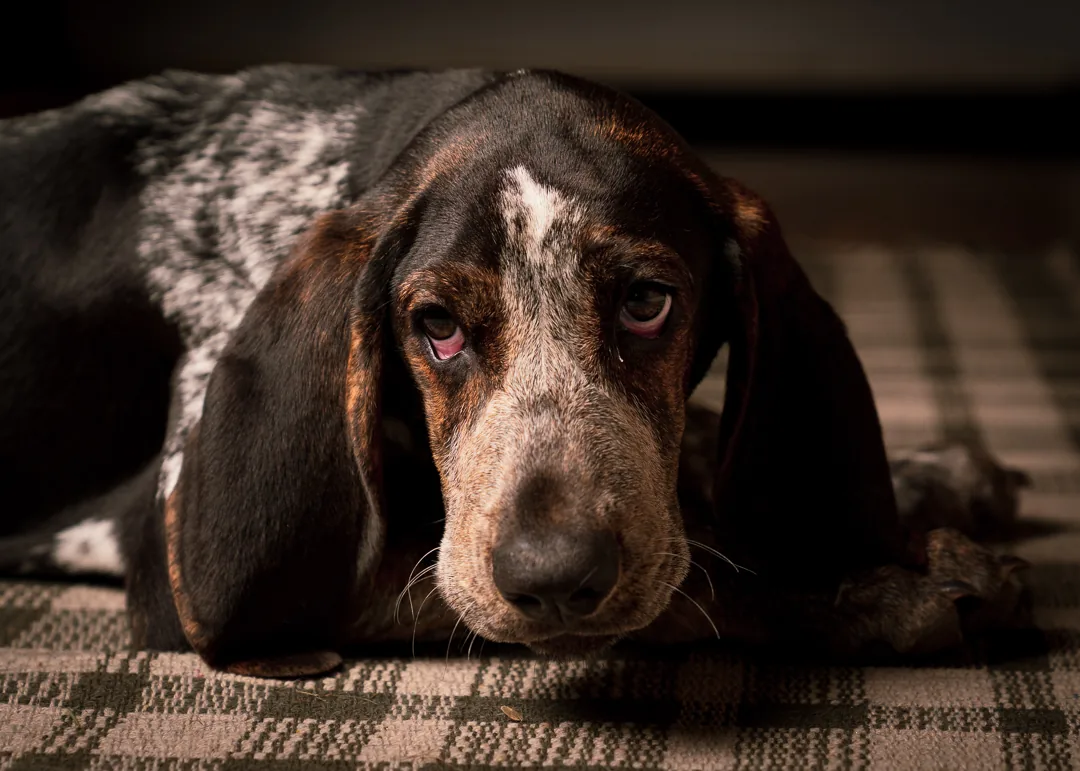 A coonhound resting on a rug in soft window light