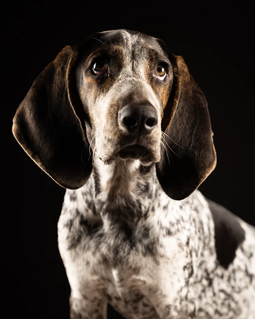 A speckled Tennessee coonhound in a fine art studio portrait