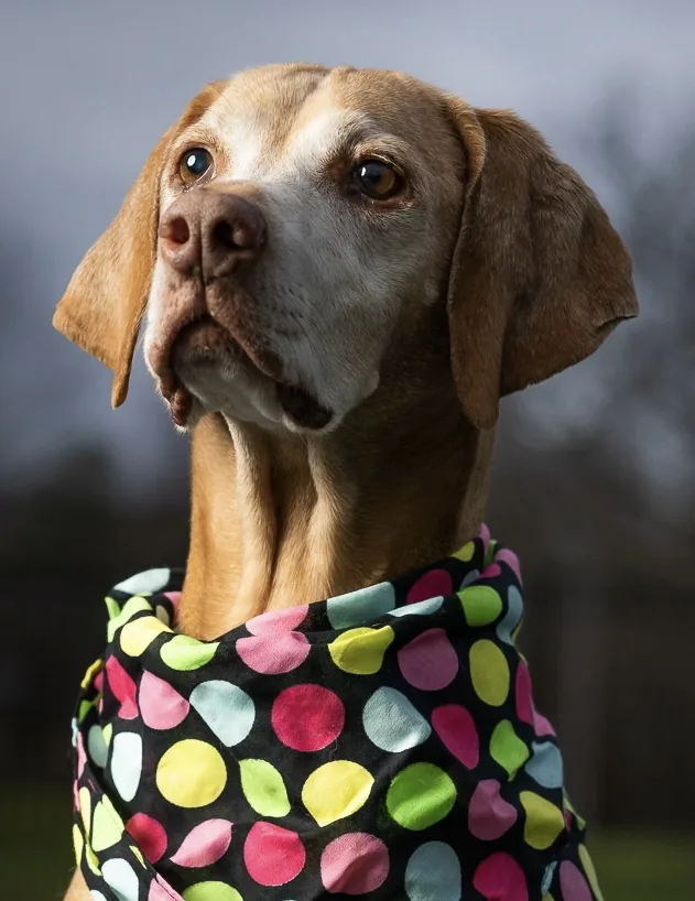 Piper, a senior Vizsla with a gray muzzle, proud in a tender outdoor portrait